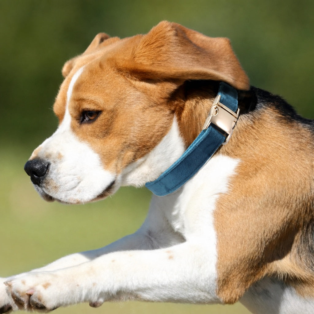 Custom Pet Collar - Laser Engraved Velvet Collar - fixed view 5